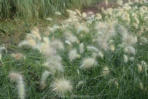 狼尾草和狗尾草有何区别？狼尾草什么品种好？