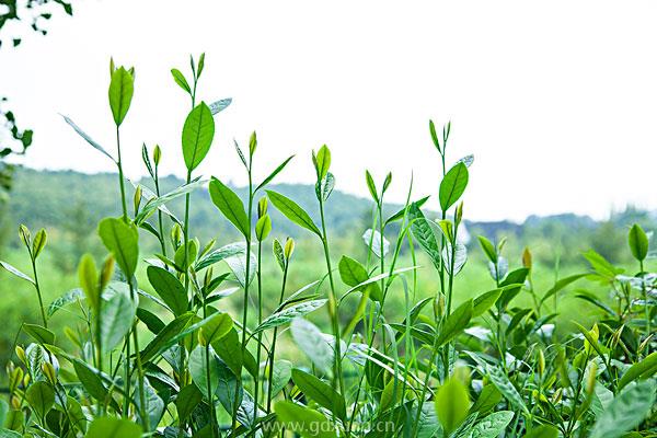 陈茶和新茶怎么区分？