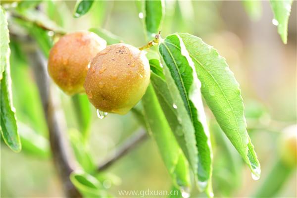 冬枣苗价格多少钱一棵？冬枣种植前景如何？