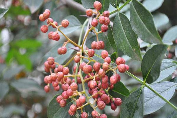 花椒苗哪里买？种植效益如何？