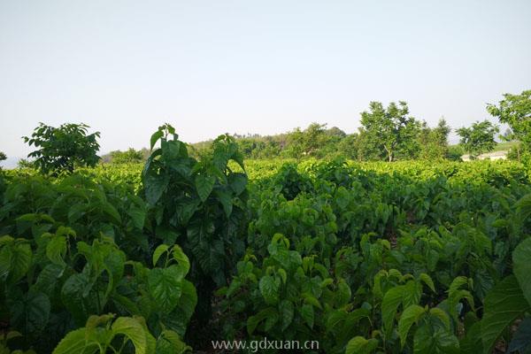 桑树苗价格多少钱一株？种植什么品种有前景？