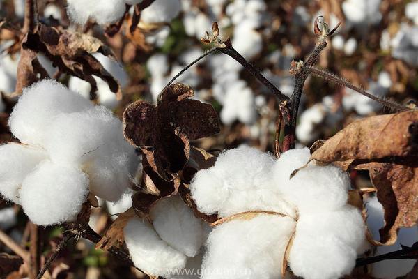 棉花价格多少钱一斤？附2021年棉花种植前景分析