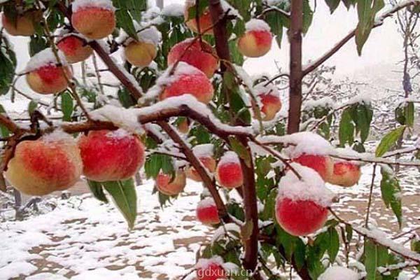 雪桃苗价格多少钱一棵？种植雪桃赚钱吗？