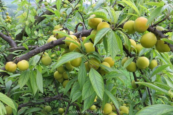 蜂糖李子苗批发价多少钱一株？种植前景如何？