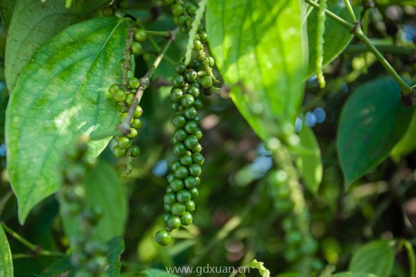 胡椒苗价格多少钱一株？胡椒种植前景怎么样？