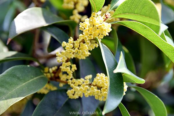 桂花树苗价格多少钱一株？桂花树种植成本利润分析