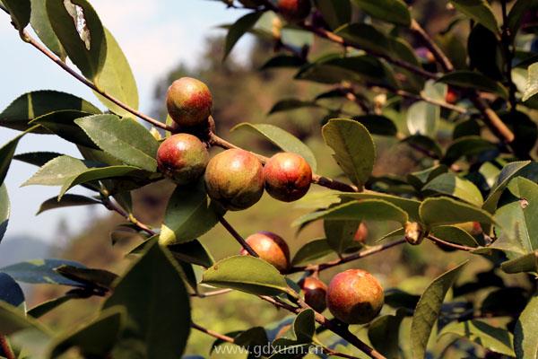 油茶树苗价格多少钱一株？种植效益如何？