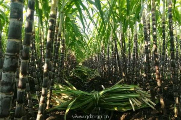 黑皮甘蔗苗价格多少钱一株？种植前景如何？