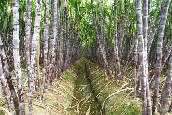 糖蔗苗多少钱一株？种植糖蔗的成本利润分析