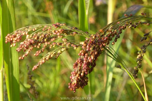 高粱种子价格多少钱一斤？高粱种植赚钱吗？