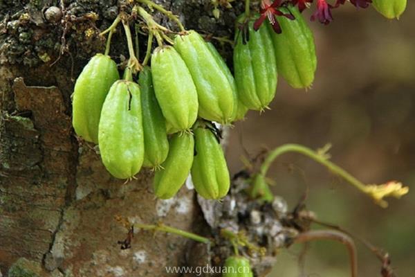 三敛果市场价格多少钱一斤？三敛果种植前景分析（附三敛果种植技术）