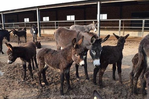 市场驴肉价格多少钱一斤？养驴的成本与利润分析