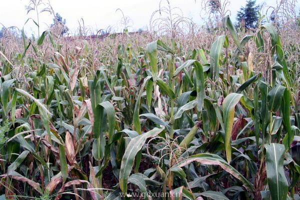 适合重庆四川种植的玉米品种有哪些？