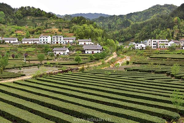 黄茶有哪些常见品种？