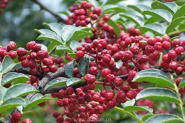 花椒开花授粉需要施肥，配制叶面肥的方法有哪些？