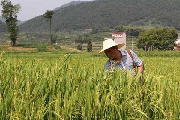 对于农村年轻人来说，是去外面闯比较好，还是在家务农好？