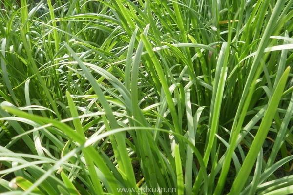 种植韭菜在收割时，都有哪些收割技巧？