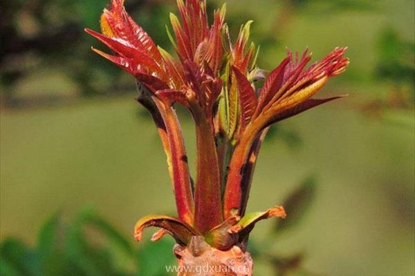 香椿芽在市场上价格很高，怎样实现大规模种植呢？