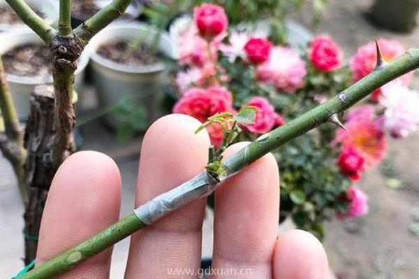 月季嫁接之后应该如何养护?需要遮阴吗?