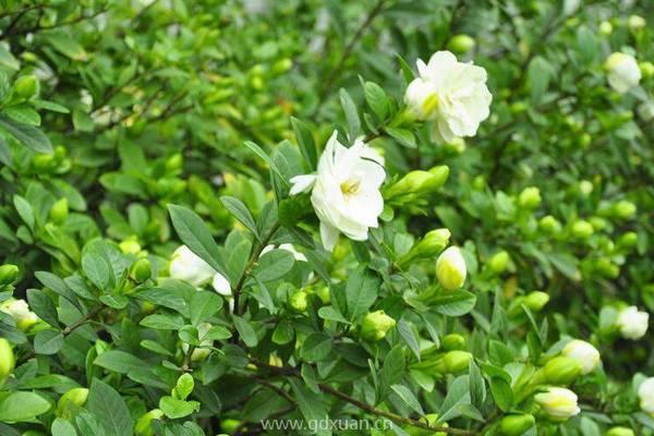 刚买的栀子花叶子发黑,这应该怎么办?