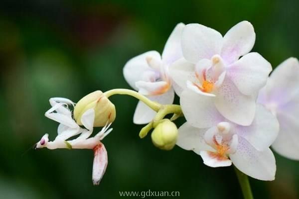 兰花在什么情况下需要换盆?换盆后该如何养护?