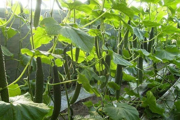 地里种植的黄瓜出现了很多大头瓜,什么原因造成的?