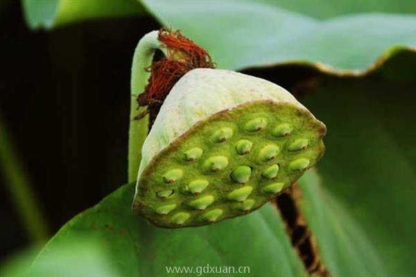 碗莲栽种后什么时候会发芽?发芽后应该如何养护?
