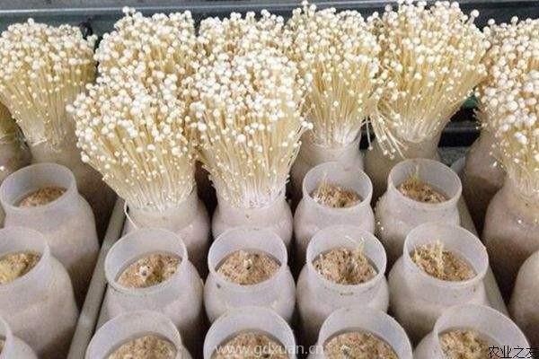 种植金针菇想要高产，都该掌握哪些技巧？