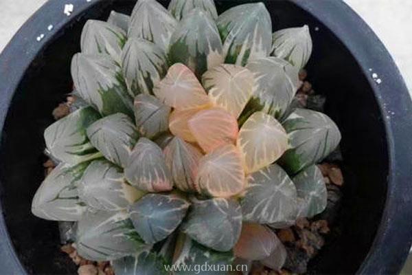多肉品种非常多,有哪些不仅看不到而且买不起呢?