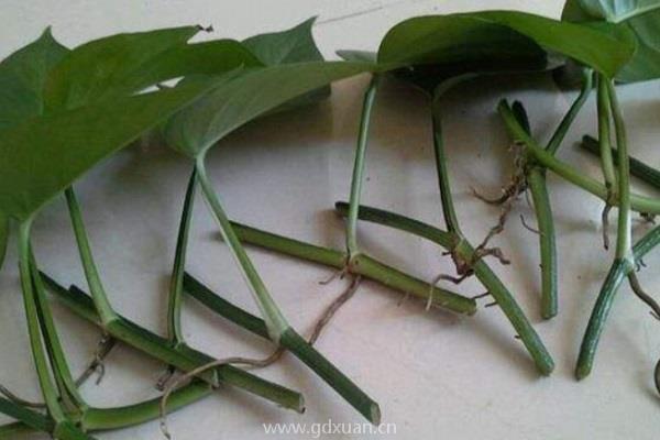 扦插植物时,季节对它们的影响大吗?为什么?
