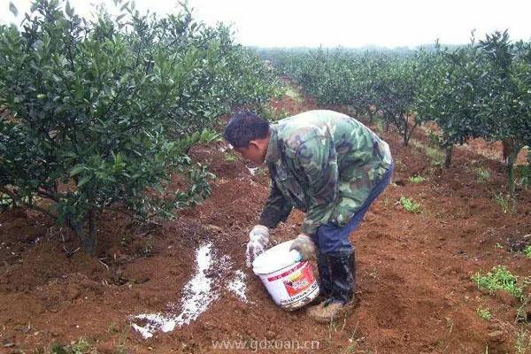 果树施肥后下了大雨,还需要再次施肥吗?
