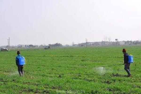 小麦冬前除草效果好，还是开春后除草效果好？