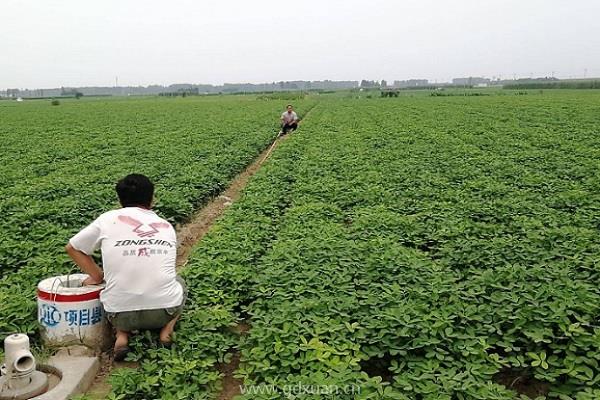 花生病虫害该怎么防治？