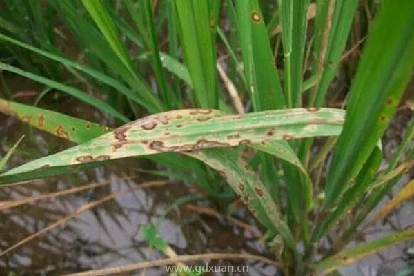 水稻田除草剂药害怎么解决？