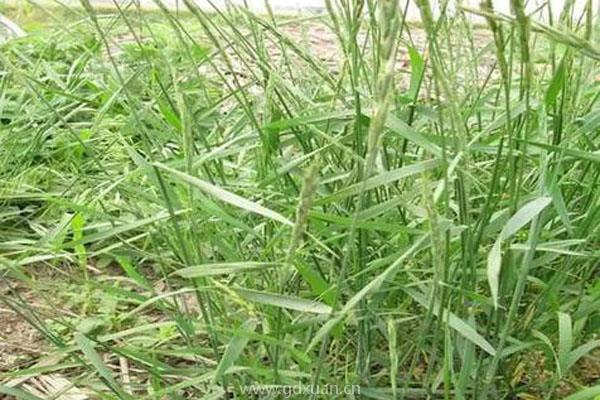 小麦野燕麦除草剂什么时候打？