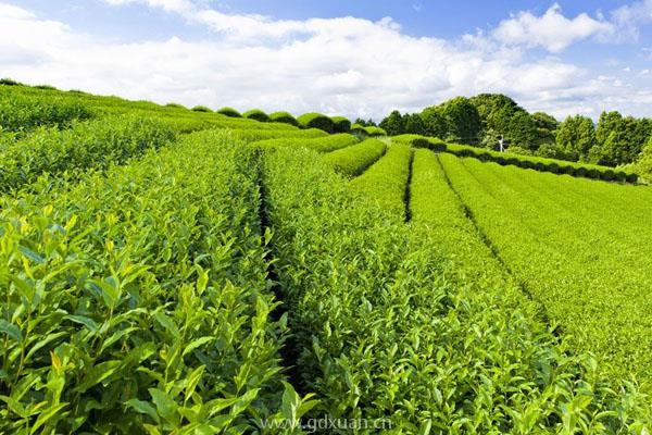 茶叶的种植条件有哪些？