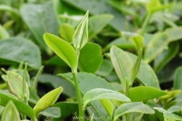 什么茶是绿茶？绿茶有哪四大种类？